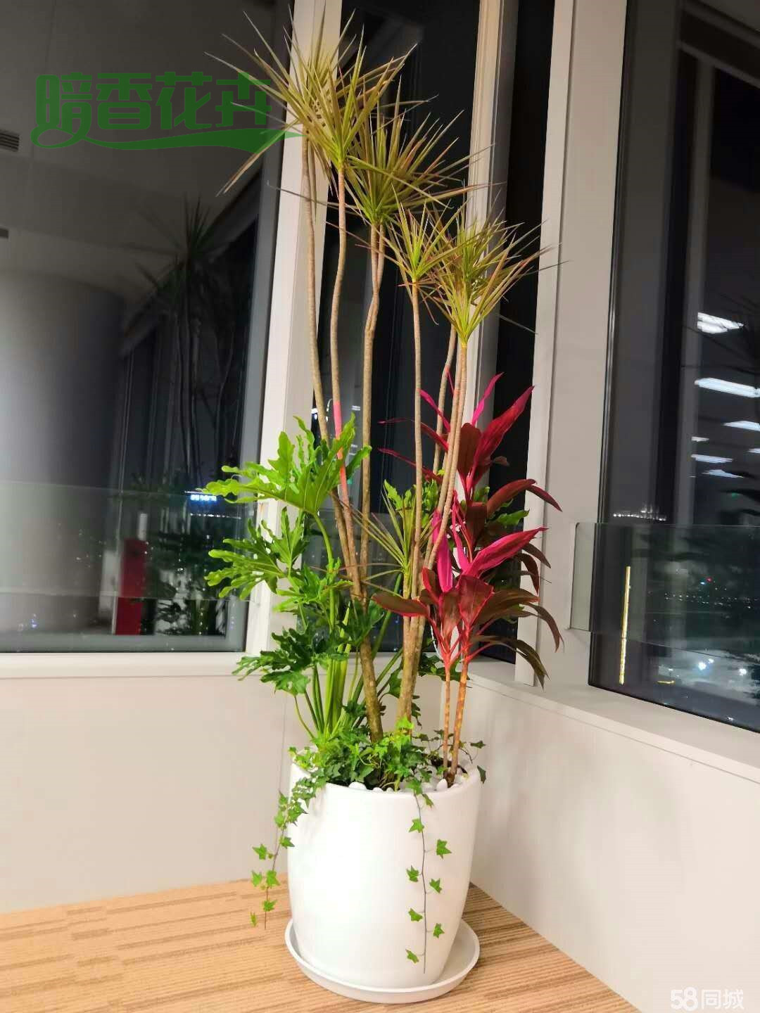 绿植组合 绿植出租 租赁公司