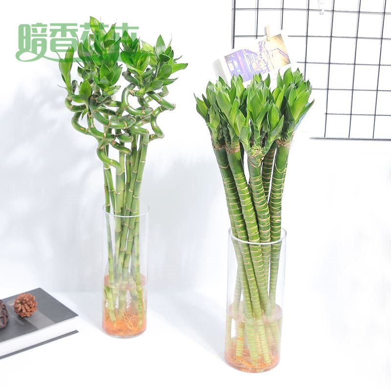 富贵竹，海创园出租绿植