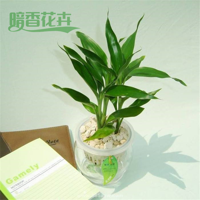 富贵竹、西湖区植物租赁公司