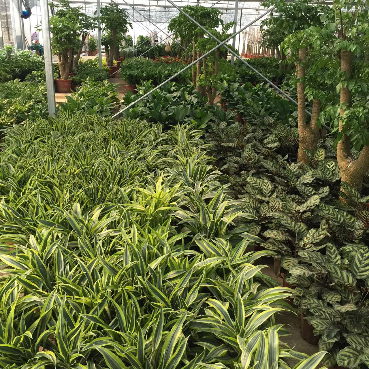 基地绿植花卉展示