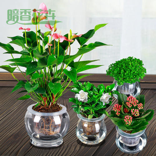 水培粉掌、文一西绿植租赁公司