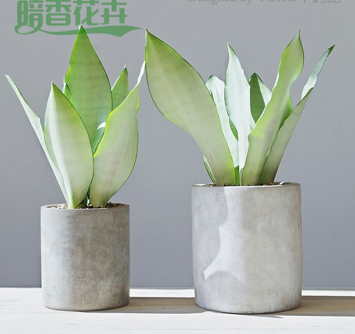 虎皮兰-室内植物租摆 