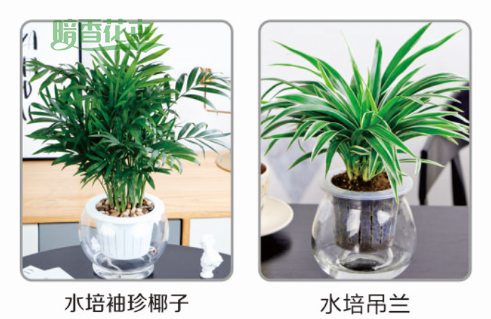 水培绿植-滨江绿植租赁