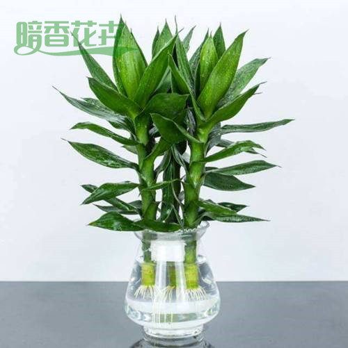 富贵竹、花卉租赁公司