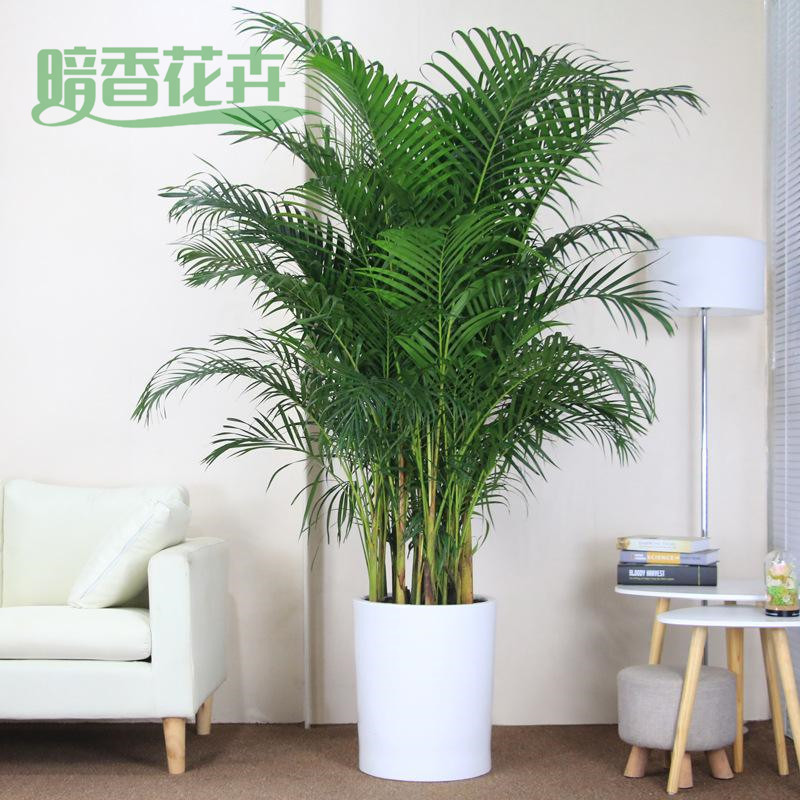凤尾竹 未来城租绿植 绿植租赁