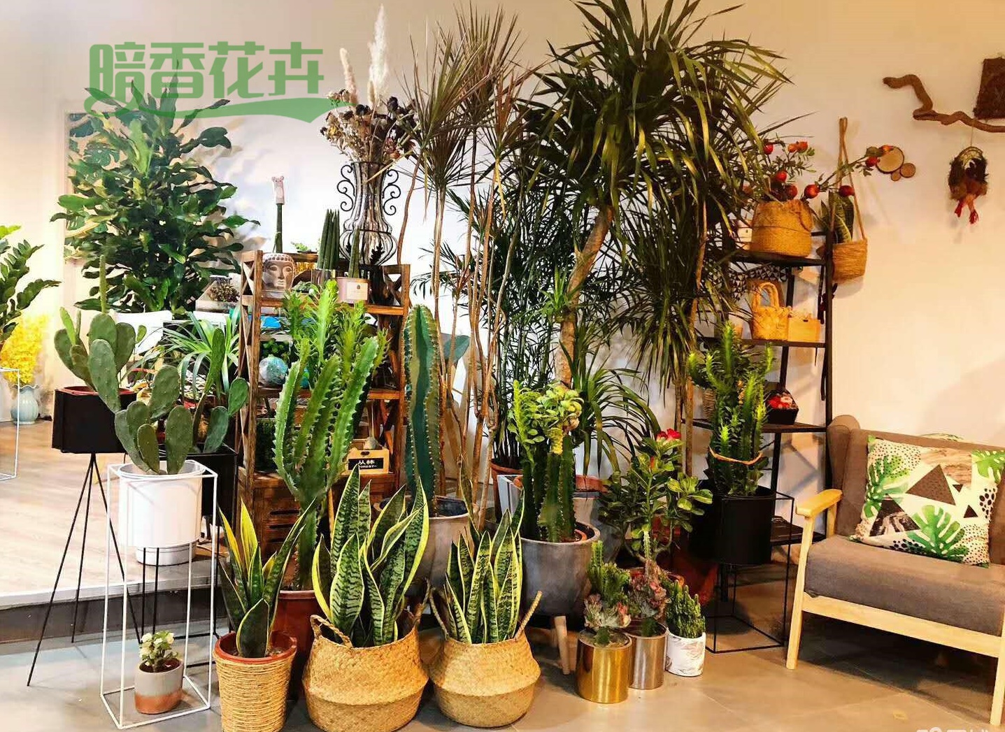 花卉租摆 花木租摆