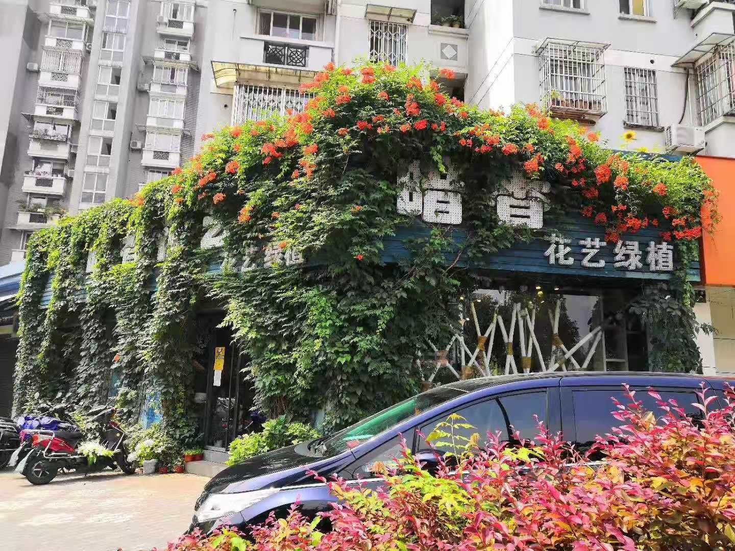 花卉租赁、绿植租摆、花木租摆