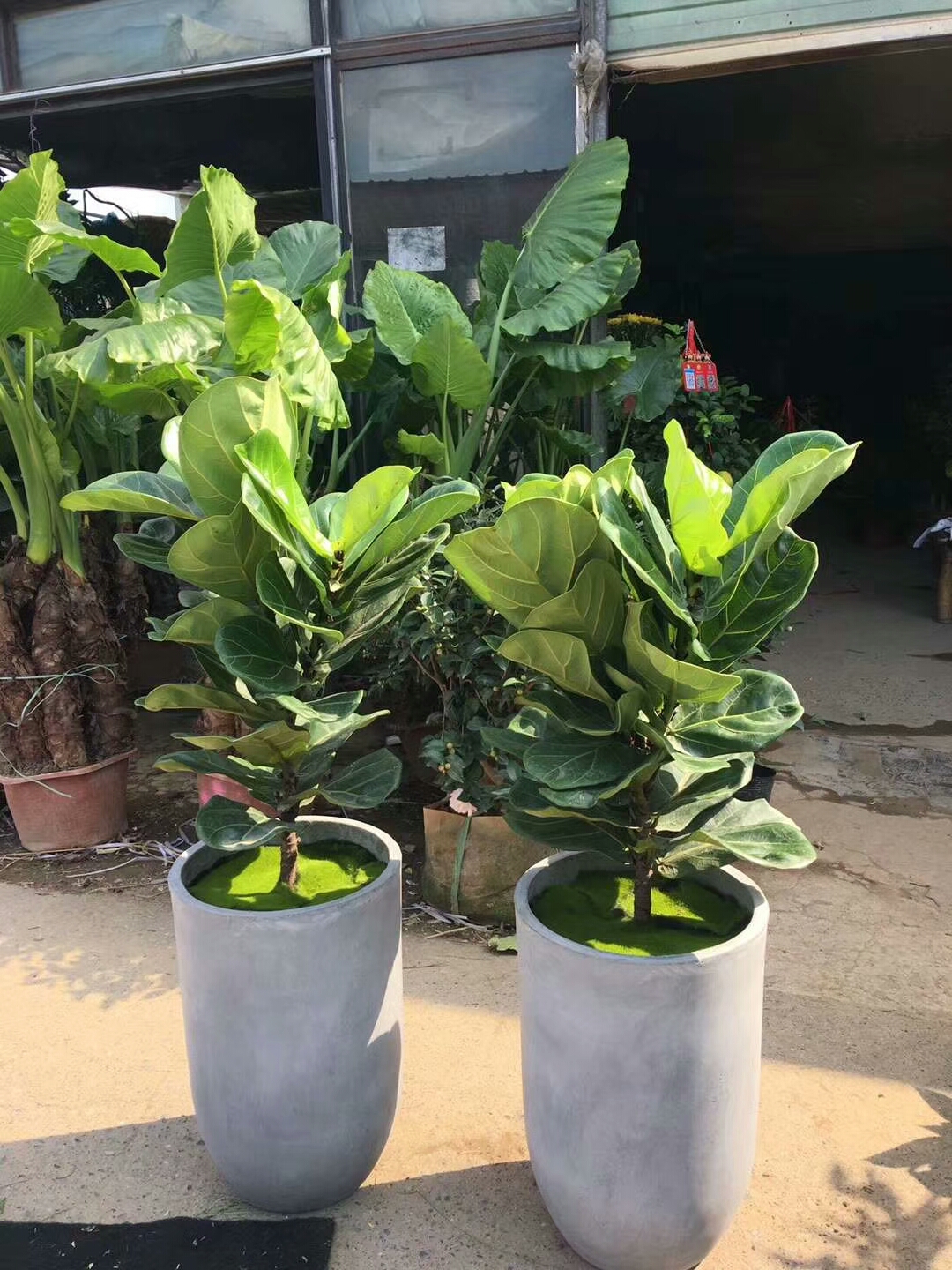 花卉租摆 花木租摆